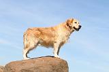 GOLDEN RETRIEVER 169